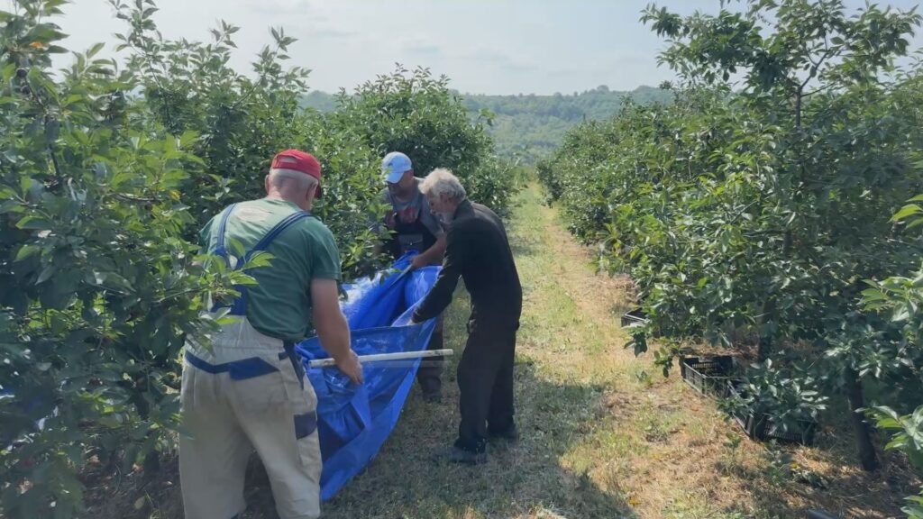 berba višnje, Merošina, FOTO TV Zona plus 2025. 
