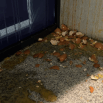 FOTO Pokret za narod i državu u Nišu - Pokret oštro osuđuje vandalizam