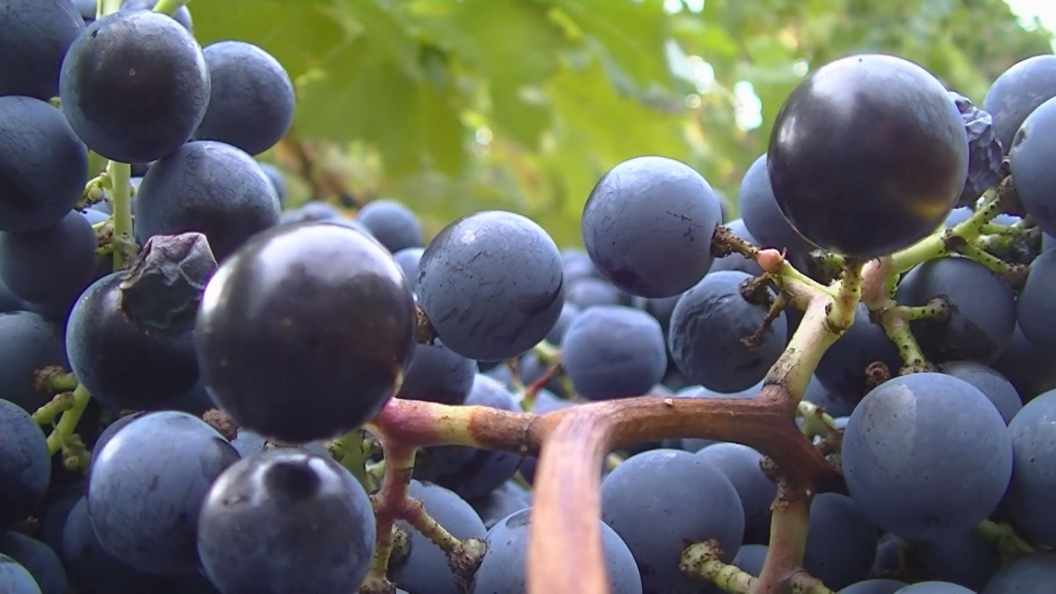 Dobra godina za vinogradare (VIDEO)