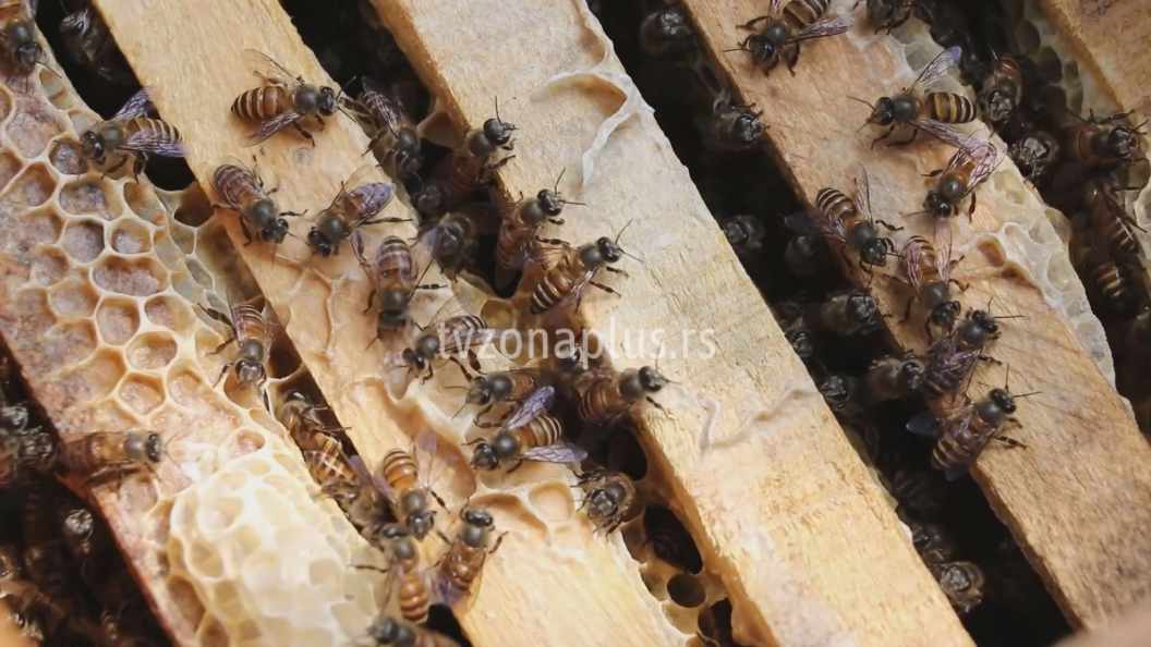 Pčelari mogu da podnose zahteve za subvencije