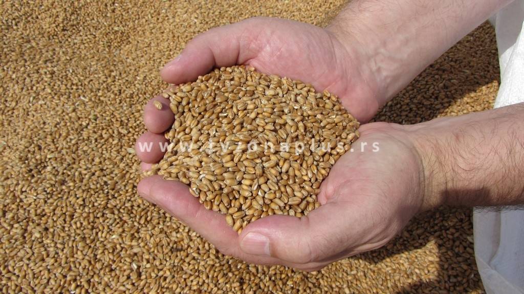 Povećane kvote za ograničeni izvoz pšenice i brašna