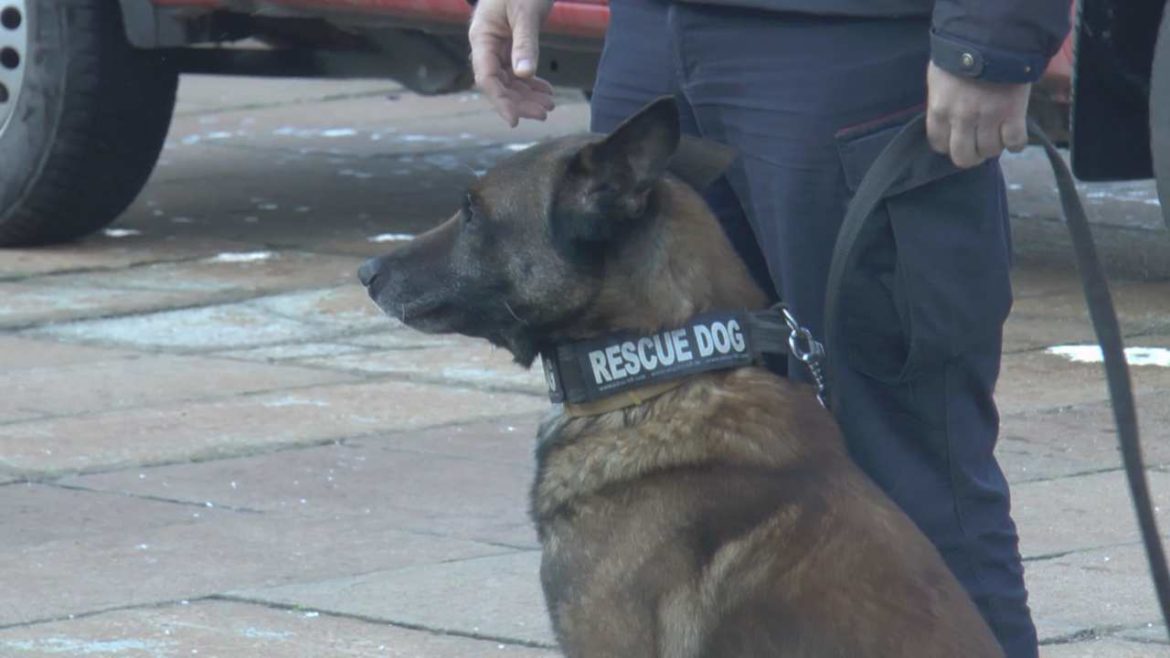 PAS ZIGI IDE U PENZIJU – HEROJ POSTAJE UČITELJ ZA NOVE MLADE PSE (VIDEO)