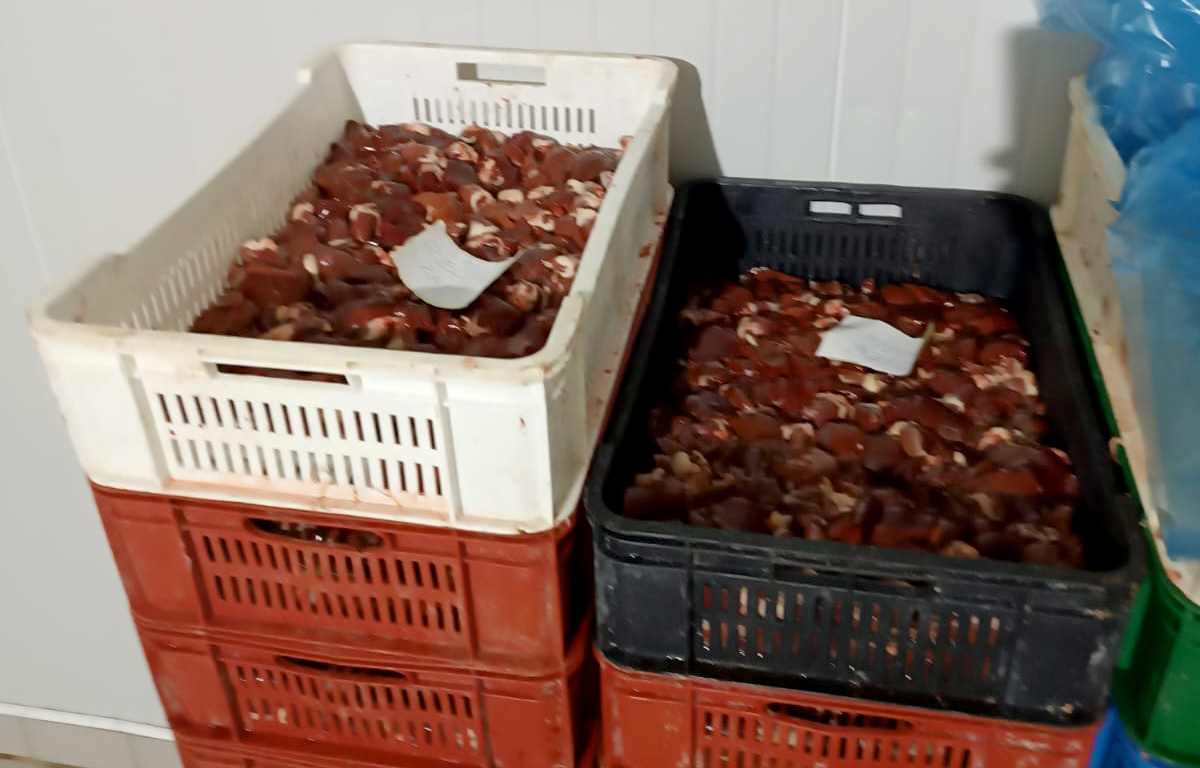 FOTO: MUP Sprečen promet velike količine pilećeg mesa zaraženog salmonelom, uhapšene dve osobe