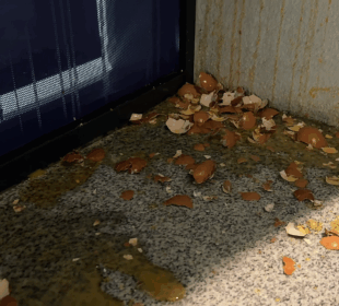 FOTO Pokret za narod i državu u Nišu - Pokret oštro osuđuje vandalizam