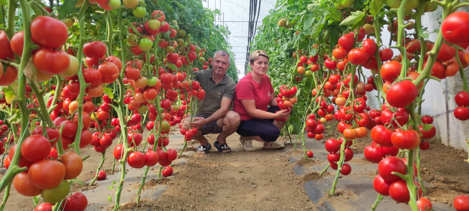 Proizvodnja paradajza FOTO Ana Stanisavljević 