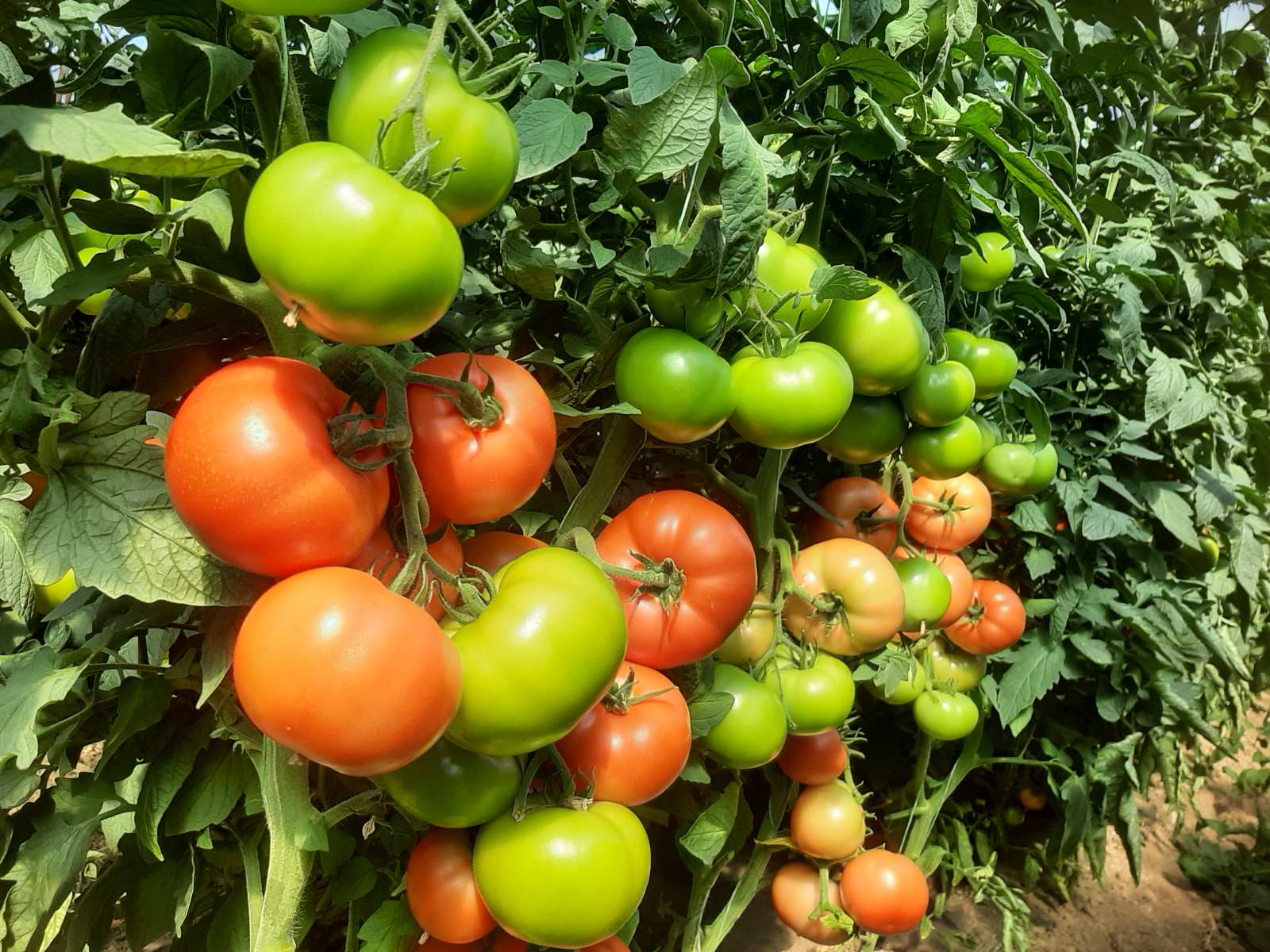 Proi+zvodnja paradajza FOTO Ana Stanisavljević 