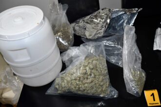 zaplena marihuane, FOTO PU Niš