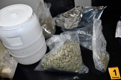 zaplena marihuane, FOTO PU Niš