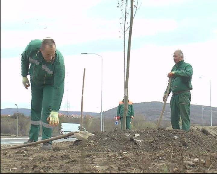 NOVA STABLA NA NIŠKIM BULEVARIMA  (VIDEO)