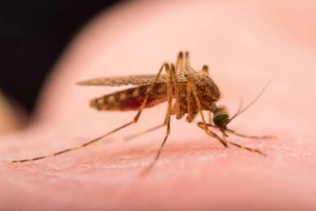 Suzbijanje komaraca sa zemlje i iz vazduha