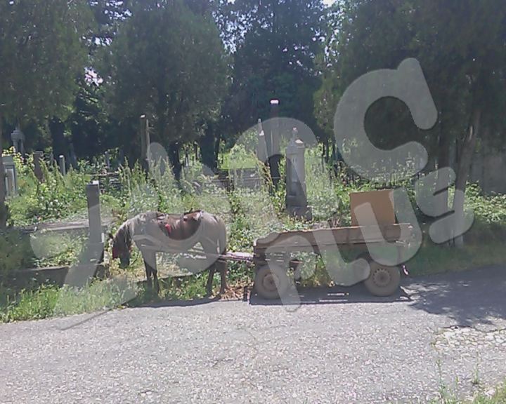 Bar se neko brine o travi na Starom groblju… (FOTO/VIDEO)
