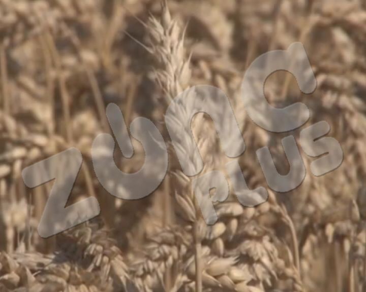 Novi hladni talas šteti poljoprivrednim kulturama (VIDEO)