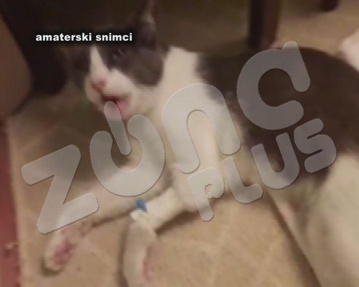 Stravično: Masovno trovanje mačaka u Jagodin mali(VIDEO)