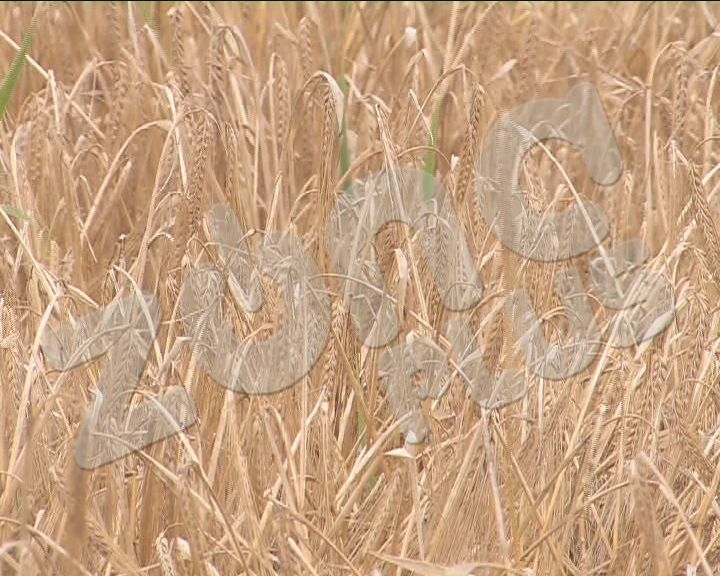 Pšenice manje i nižeg kvaliteta (VIDEO)