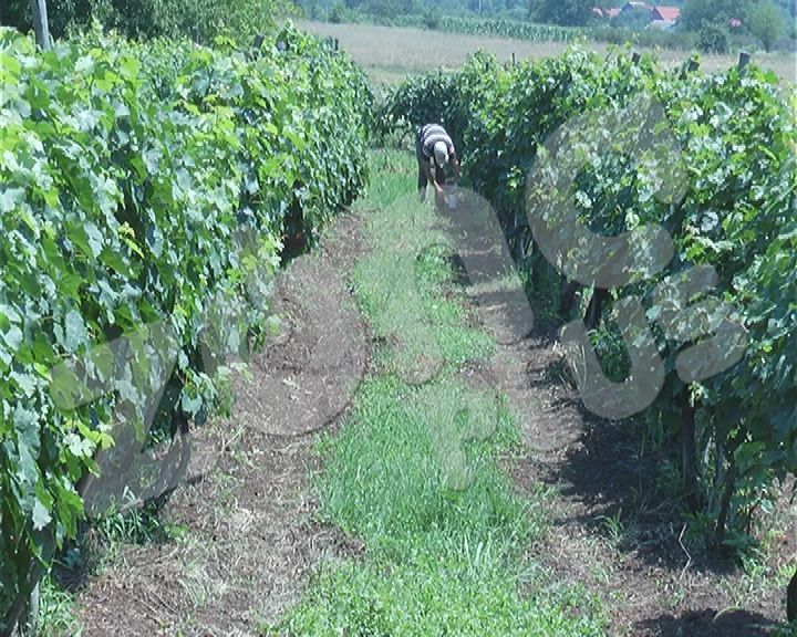 Obilne padavie ugrožavaju i vinovu lozu (VIDEO)