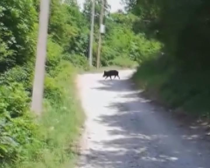 Divlje svinje u Sićevu (VIDEO)
