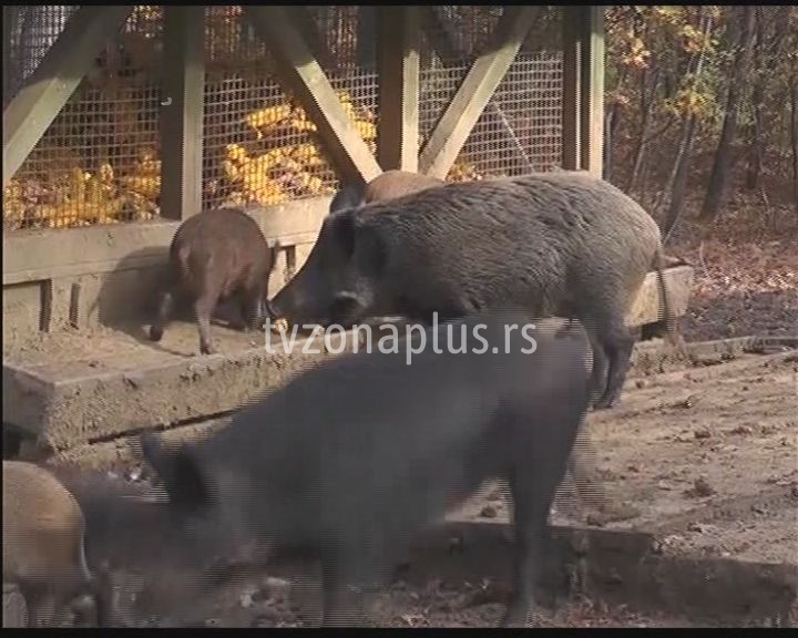 Afrička kuga svinja nije opasna za ljude (VIDEO)